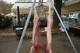 Pig slaughtering 2017 in Pivnice U Čápa